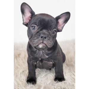 French Bulldog Puppy Robin