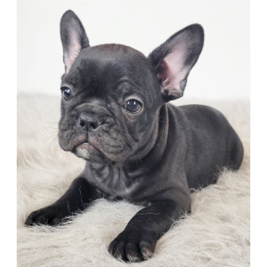French Bulldog Puppy Robin