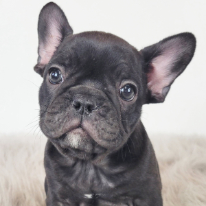 French Bulldog Puppy Robin