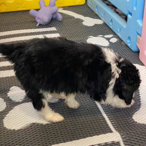 Aussiedoodle Puppy Snoopy