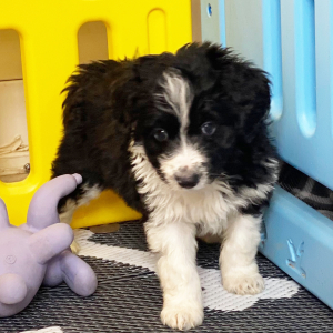 Aussiedoodle Puppy Snoopy