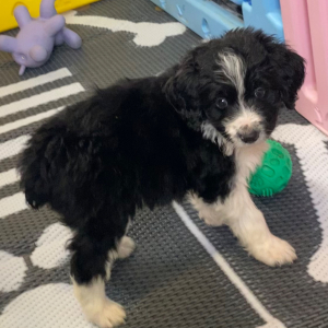 Aussiedoodle Puppy Snoopy