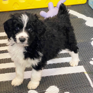 Aussiedoodle Puppy Snoopy