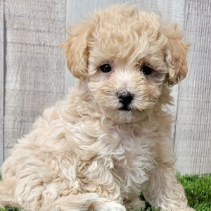 Maltipoo Puppy Wisper