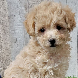 Maltipoo Puppy Wisper