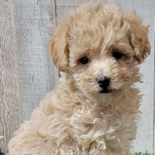 Maltipoo Puppy Wisper