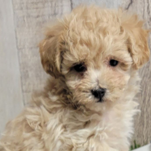 Maltipoo Puppy Wisper
