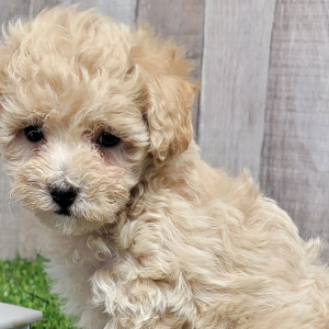 Maltipoo Puppy Wisper