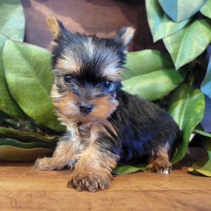 Yorkshire Terrier Puppy Lucy
