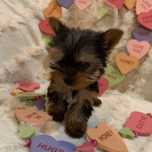 Yorkshire Terrier Puppy Lucy