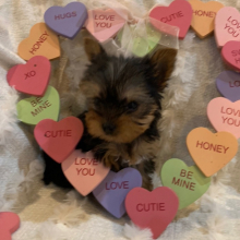 Yorkshire Terrier Puppy Lucy