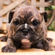 Bulldog Puppy Zeb