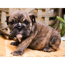 Bulldog Puppy Zeb