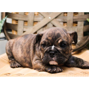 Bulldog Puppy Zeb
