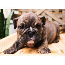 Bulldog Puppy Zeb