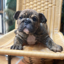Bulldog Puppy Zeb