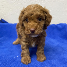 Poodle Puppy Max