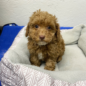 Poodle Puppy Max