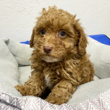 Poodle Puppy Max