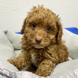 Poodle Puppy Max