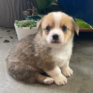 Pembroke Welsh Corgi Puppy Finch