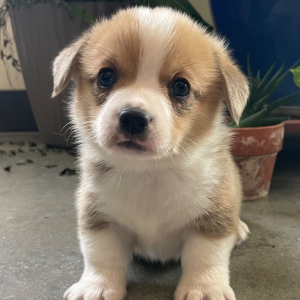 Pembroke Welsh Corgi Puppy Finch