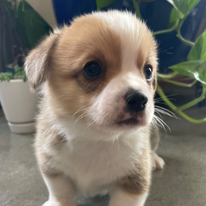 Pembroke Welsh Corgi Puppy Finch