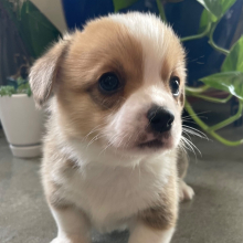 Pembroke Welsh Corgi Puppy Finch