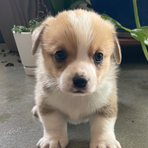 Pembroke Welsh Corgi Puppy Finch