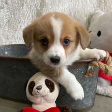 Pembroke Welsh Corgi Puppy Finch
