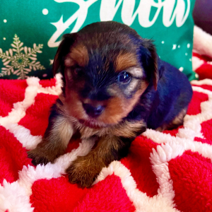 Yorkshire Terrier Puppy Brook