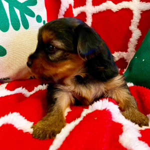 Yorkshire Terrier Puppy Brook