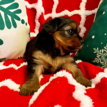 Yorkshire Terrier Puppy Brook