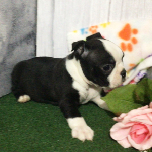 Boston Terrier Puppy Hollis