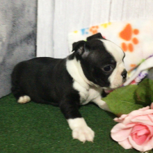 Boston Terrier Puppy Hollis