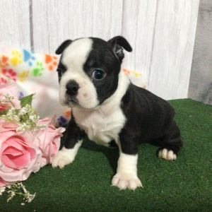 Boston Terrier Puppy Hollis
