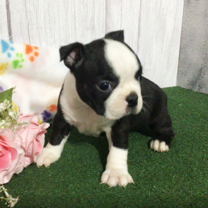 Boston Terrier Puppy Hollis