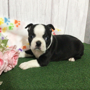 Boston Terrier Puppy Hollis