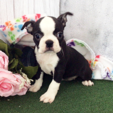 Boston Terrier Puppy Hollis