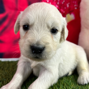 Golden Retriever Puppy Jack