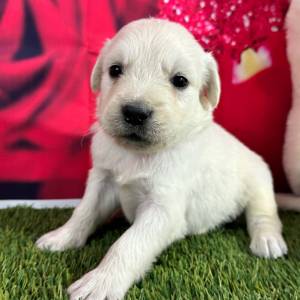 Golden Retriever Puppy Jack