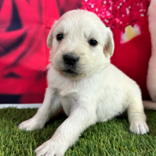 Golden Retriever Puppy Jack