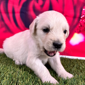 Golden Retriever Puppy Jack