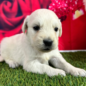 Golden Retriever Puppy Jack