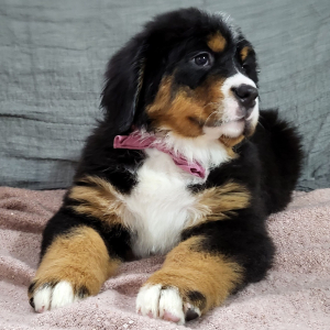 Bernese Mountain Dog Puppy Avery