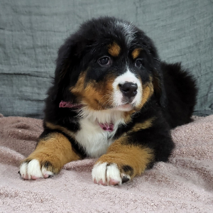 Bernese Mountain Dog Puppy Avery
