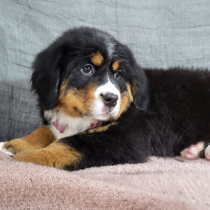 Bernese Mountain Dog Puppy Avery