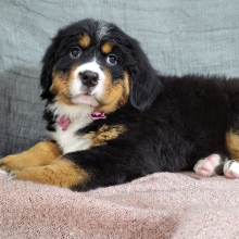 Bernese Mountain Dog Puppy Avery