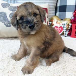 Goldendoodle Puppy Whitney