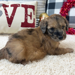Goldendoodle Puppy Whitney